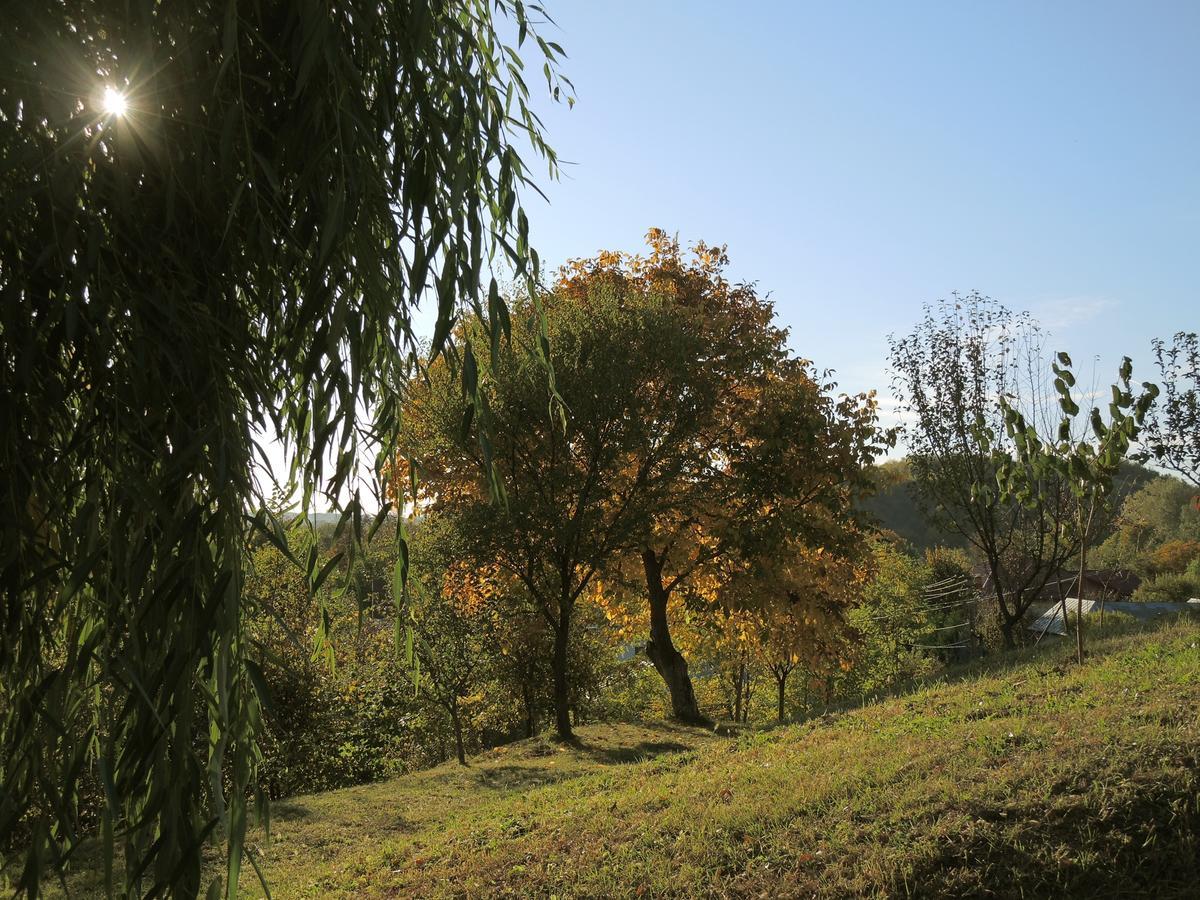 Guesthouse Vila Melisa Răsvadu de Sus Εξωτερικό φωτογραφία